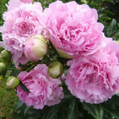 Пион ДИННЕР ПЛЕЙТ травянистый в Самохваловичи