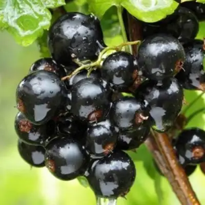 Смородина черная БЫЛИННАЯ (ВЕРНОСТЬ) в Самохваловичи