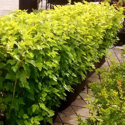 Комплект АНГЕЛ ГОЛД в Самохваловичи