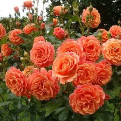 Роза БЕЛЬВЕДЕР шраб в Самохваловичи