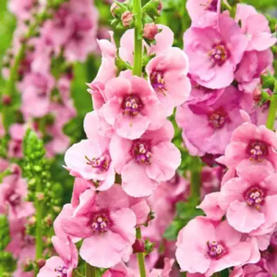 Коровяк ПИНК ДОМИНО гибридный (вербаскум) в Самохваловичи