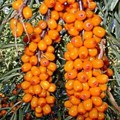 Облепиха СУДАРУШКА в Самохваловичи