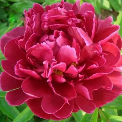 Пион КИТАЙСКИЙ ШЕЛК травянистый в Самохваловичи
