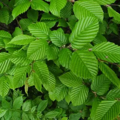 Граб  в Самохваловичи