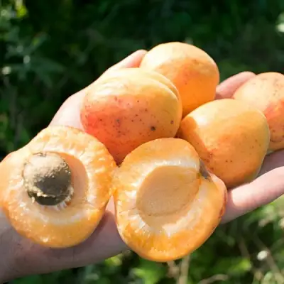 Абрикос ХАРГРАНД в Самохваловичи