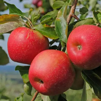 Яблоня ГАЛА МАСТ в Самохваловичи