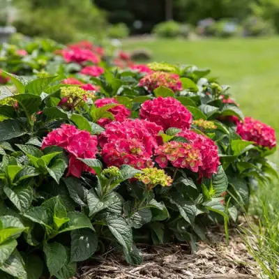 Гортензия ЭНДЛЕСС САММЕР ЛАВ крупнолистная в Самохваловичи