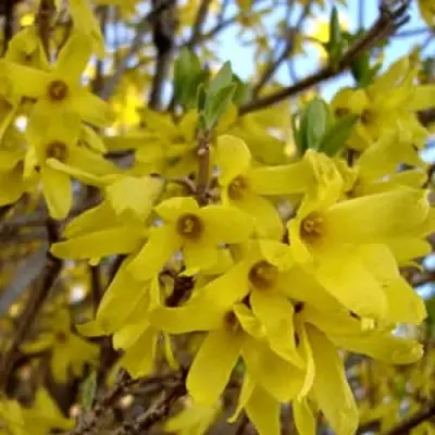 Форзиция ФОРЧУНА в Самохваловичи