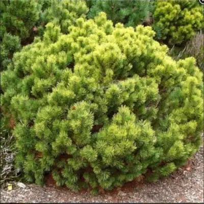 Ель ДАНС ДВАРФ обыкновення в Самохваловичи