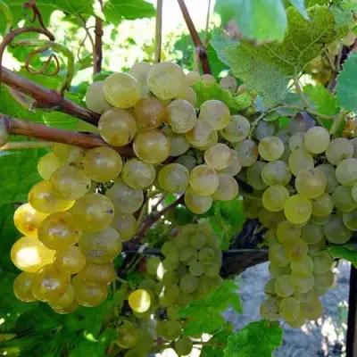 Виноград КРИСТАЛЛ в Самохваловичи