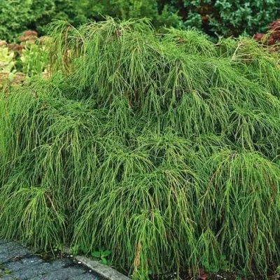 Кипарисовик ФИЛИФЕРА НАНА горохоплодный  в Самохваловичи