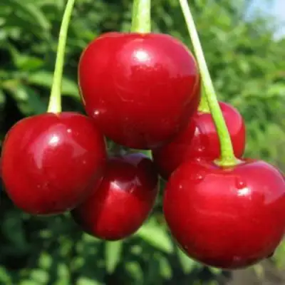 Дюк ПРЕВОСХОДНАЯ ВЕНЬЯМИНОВА в Самохваловичи