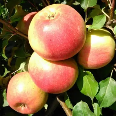 Яблоня ЭМБАССИ в Самохваловичи