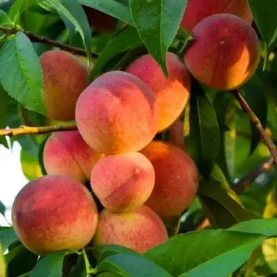 Персик ЗОЛОТОЙ ЮБИЛЕЙ в Самохваловичи