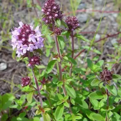 Тимьян яйцевидный в Самохваловичи