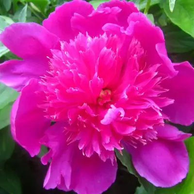 Пион РОЗОВЫЙ БУДДА травянистый в Самохваловичи