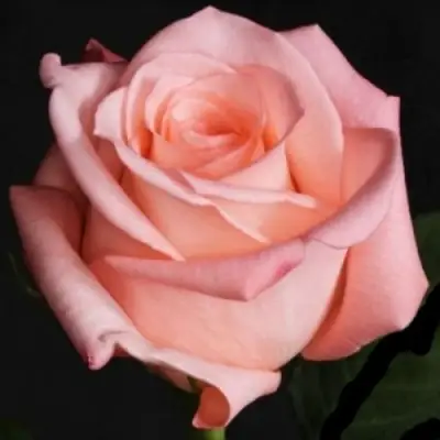 Роза АНГАЖЕМЕНТ чайно-гибридная в Самохваловичи