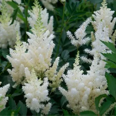 Астильба ХЭППИ ДЕЙ Арендса в Самохваловичи