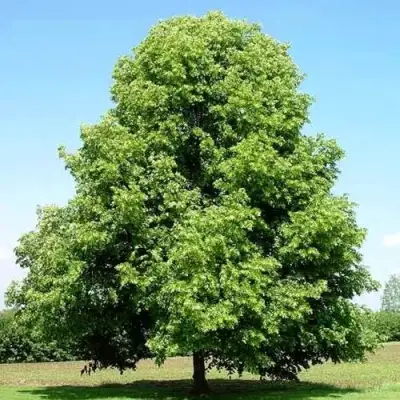 Липа мелколистная в Самохваловичи