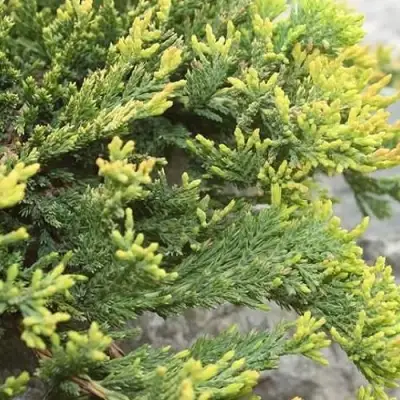 Можжевельник ГОЛДЕН КАРПЕТ горизонтальный  в Самохваловичи