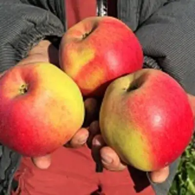 Яблоня СОКОЛОВСКОЕ стелющаяся в Самохваловичи