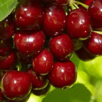Черешня ВАЛЕРИЙ ЧКАЛОВ в Самохваловичи