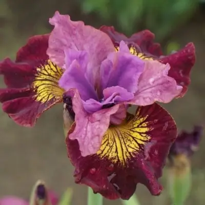 Ирис МИСС ЭППЛ сибирский в Самохваловичи