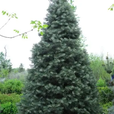 Пихта белая в Самохваловичи