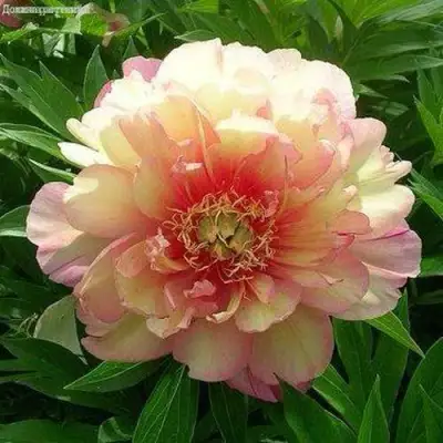 Пион ДЖУЛИЯ РОУЗ ито-гибрид в Самохваловичи