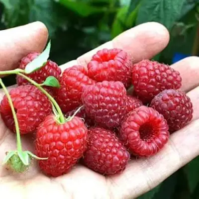 Малина ХИМБО-ТОП в Самохваловичи