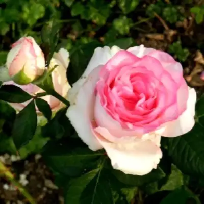 Роза ДОЛЬЧЕ ВИТА чайно-гибридная в Самохваловичи