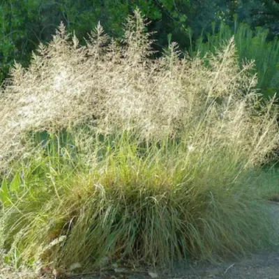 Каплесеменник воздушный в Самохваловичи