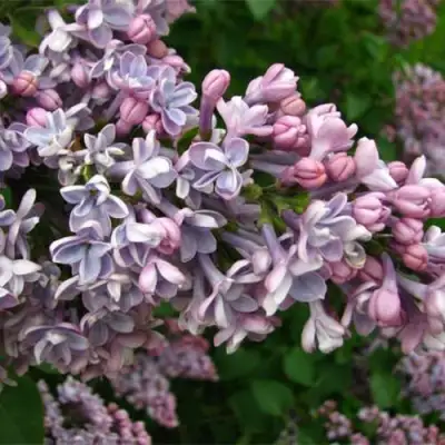 Сирень КОНДОРСЕ в Самохваловичи