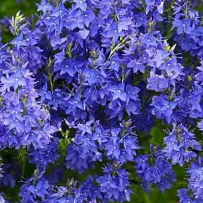 Вероника РОЯЛ БЛЮ большая в Самохваловичи