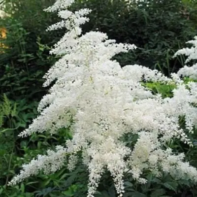 Астильба БРАУТШЛЕЙЕР Арендса в Самохваловичи