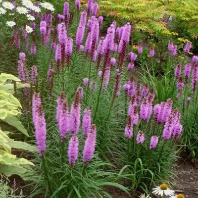 Лиатрис РОЗЕА колосковая в Самохваловичи