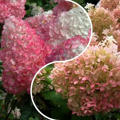 Комплект МАЛИНОВЫЙ ЗАКАТ в Самохваловичи