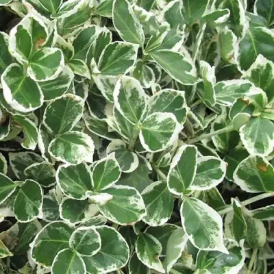 Бересклет ЭМЕРАЛЬД ГАИТИ форчуна  в Самохваловичи