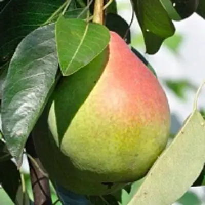 Груша ТАТЬЯНА в Самохваловичи