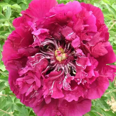 Пион ПУРПУРНЫЙ ОКЕАН древовидный в Самохваловичи