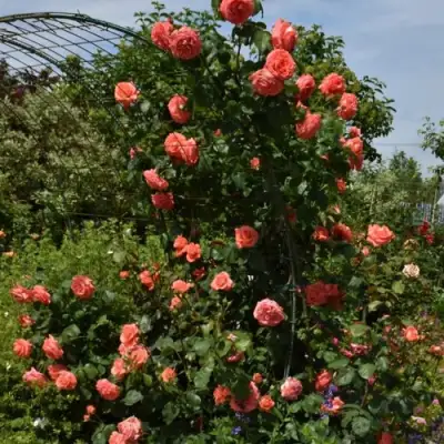 Роза ДИ ДИ БРИДЖУОТЕР плетистая в Самохваловичи