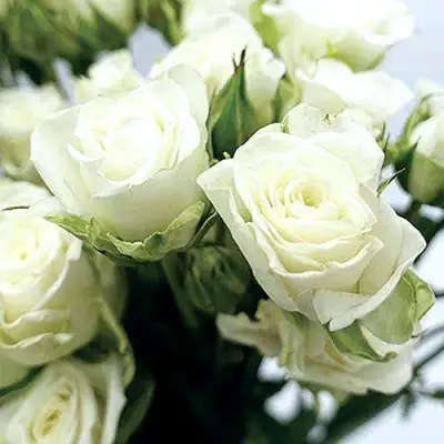 Роза СНОУФЛЕЙК спрей в Самохваловичи