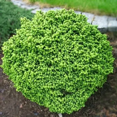 Ель ЛИТЛ ДЖЕМ обыкновенная в Самохваловичи