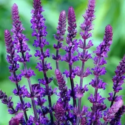 Шалфей КАРАДОНА в Самохваловичи