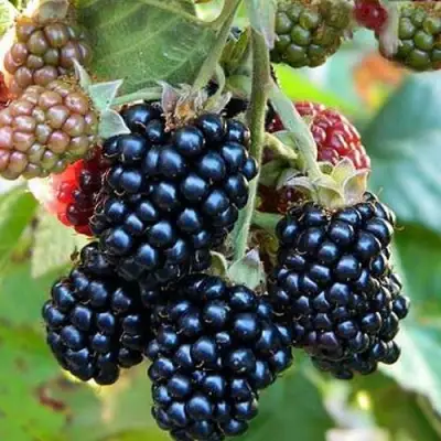 Ежевика ОУАЧИТА бесшипная  в Самохваловичи