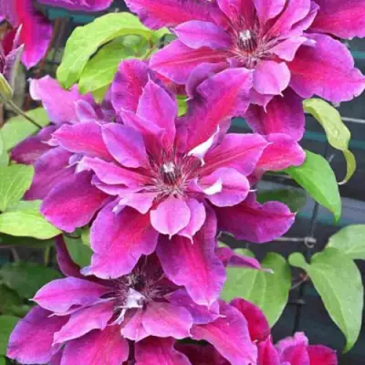 Клематис МАЙ БЬЮТИ в Самохваловичи