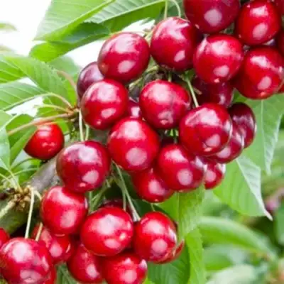 Вишня МАЛЮТКА колонновидная в Самохваловичи