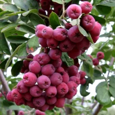 Рябина ТИТАН сладкоплодная  в Самохваловичи