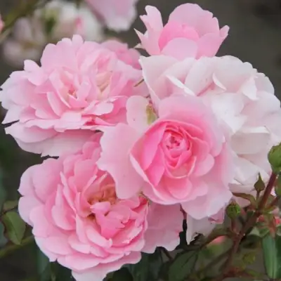 Роза БОНИКА флорибунда в Самохваловичи