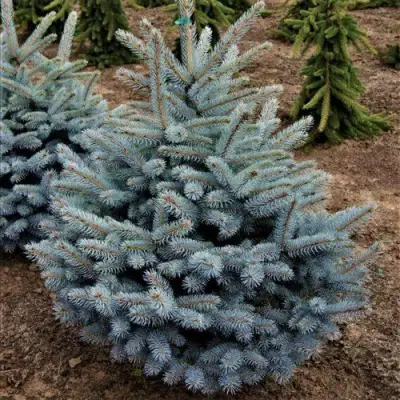 Ель МИСТИ БЛЮ голубая в Самохваловичи